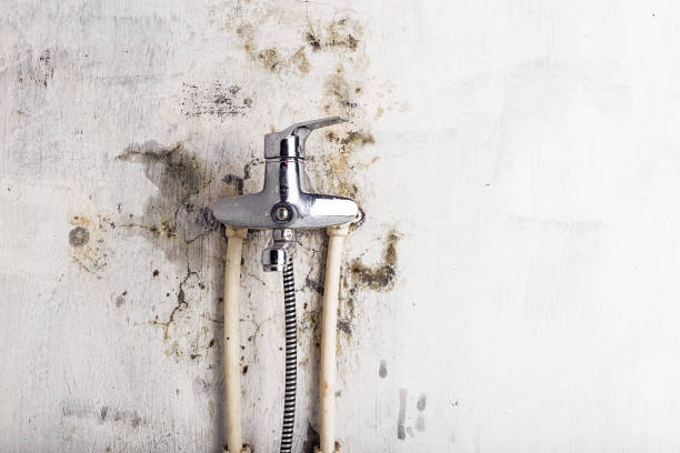 Best Affordable Mold Removal  in Tres Arroyos, NM