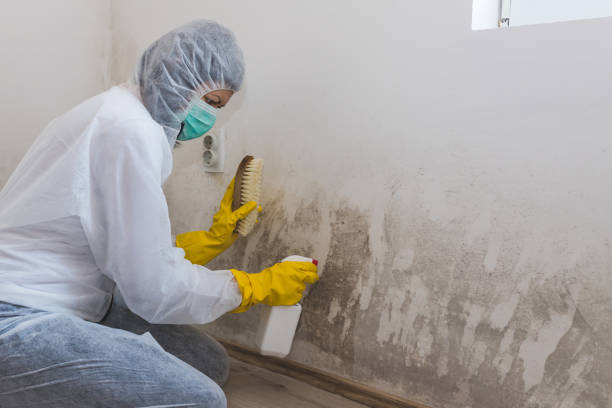 Best Attic Mold Removal  in Tres Arroyos, NM