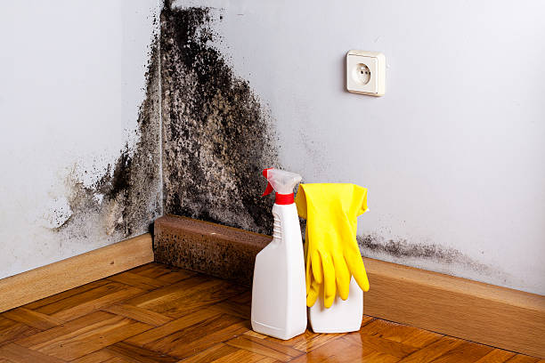 Best Mold Remediation  in Tres Arroyos, NM