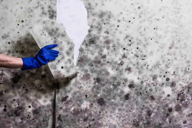 Tres Arroyos, NM Mold Removal Company